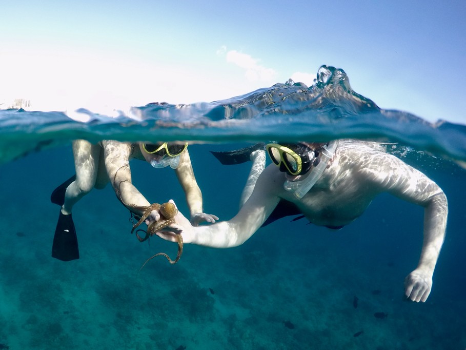 Honolulu snorkelling with octopus