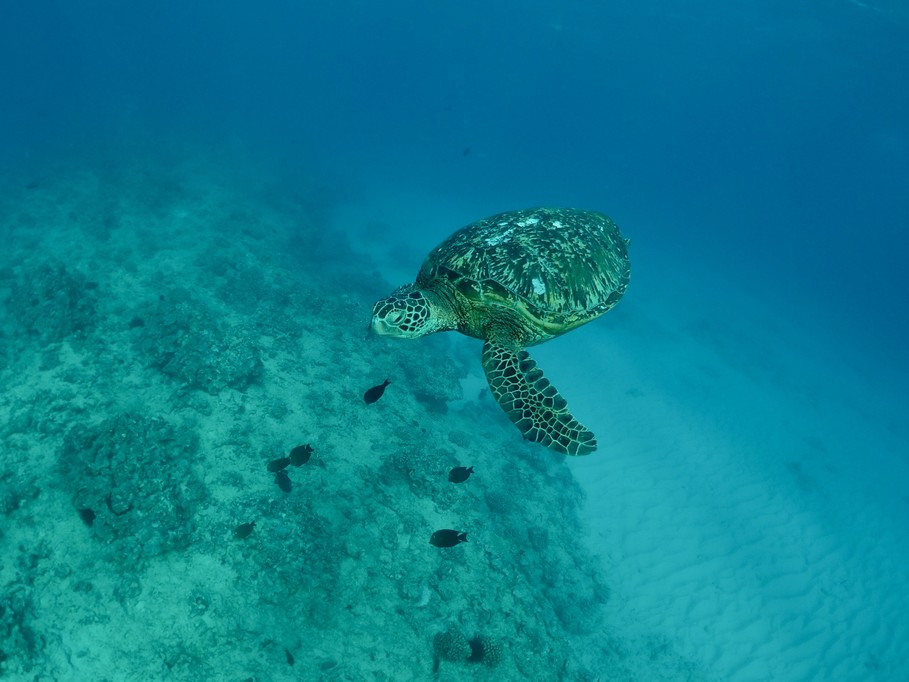 Oahu sea turtle snorkel experience
