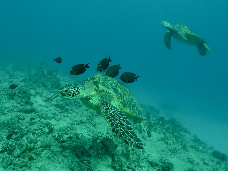 Oahu sea turtle