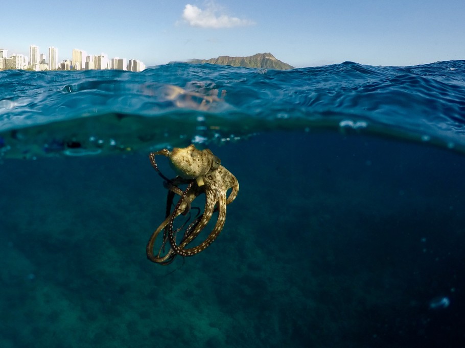 Waikiki octopus snorkeling
