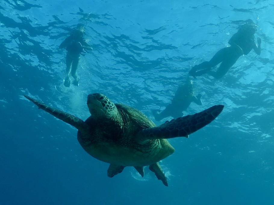 Waikiki sea turtle