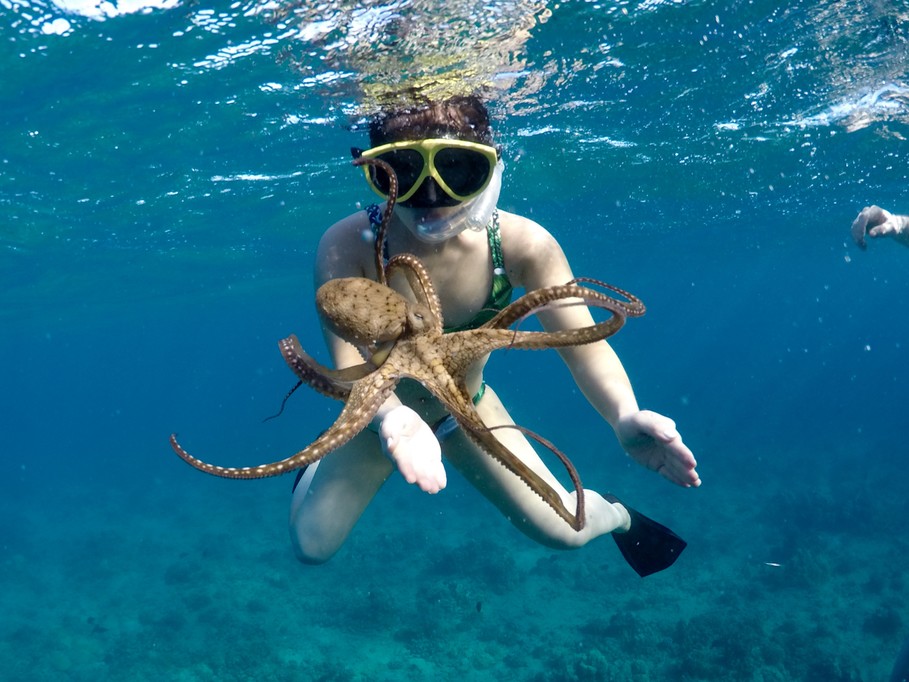Waikiki snorkel octupus