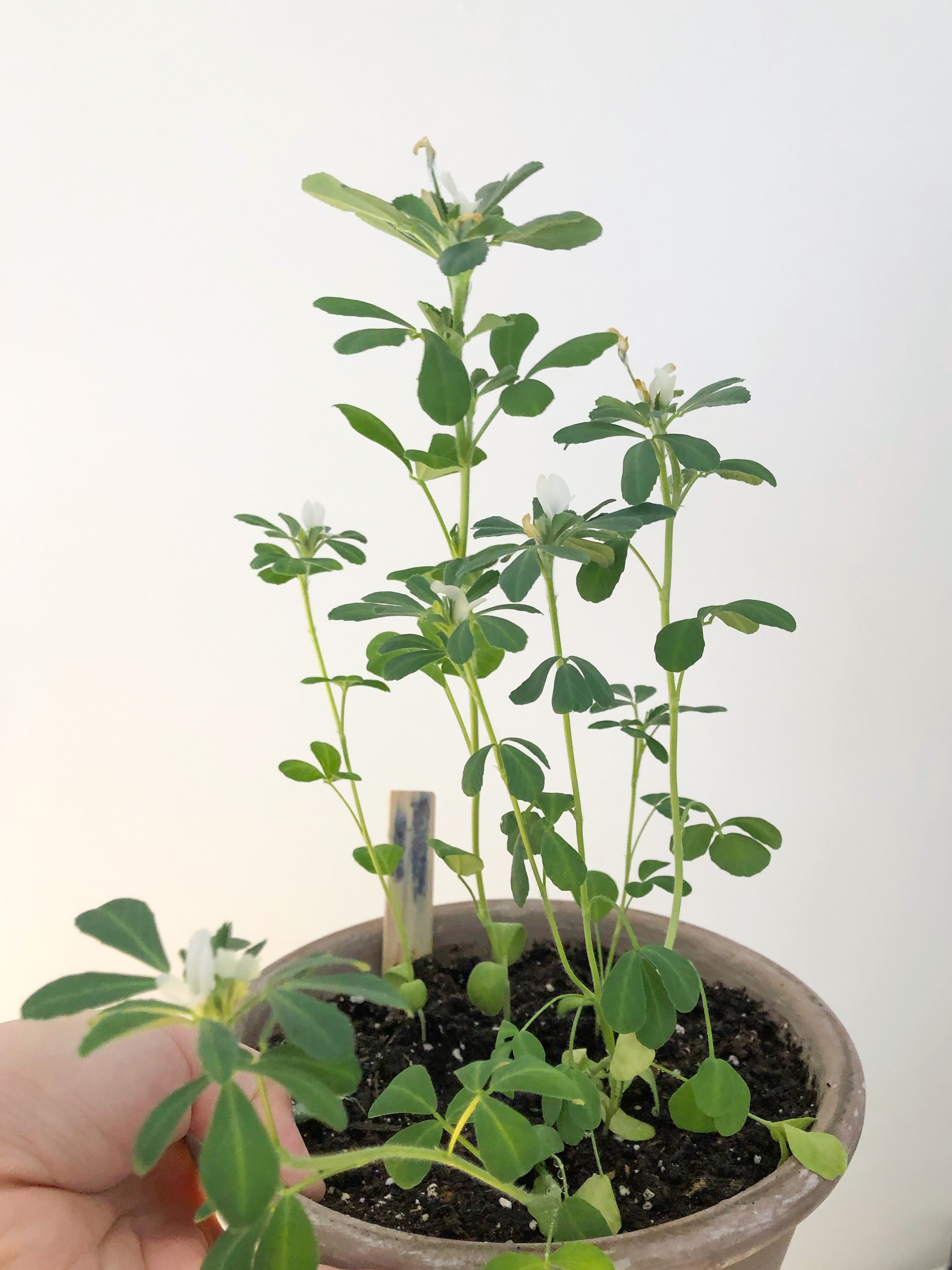 Growing fenugreek plant at home